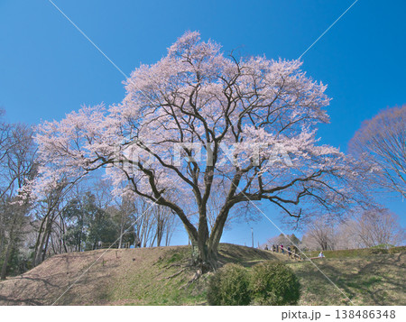 一本桜 - 青空に映えて満開に咲く鉢形城址の氏邦桜（2026年3月） 138486348