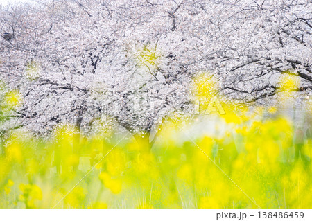黒目川の桜 138486459