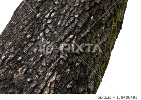 Rough tree bark texture pattern close up Rough tree bark texture pattern close up 138486493