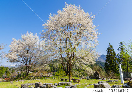 兵庫県養父市から寄贈された樽見の大桜(岐阜県本巣市) 兵庫県養父市から寄贈された樽見の大桜(岐阜県本巣市) 138486547
