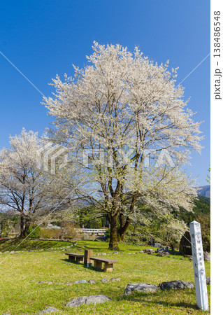 兵庫県養父市から寄贈された樽見の大桜（岐阜県本巣市） 138486548