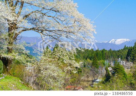 兵庫県養父市から寄贈された樽見の大桜と冠雪の能郷白山(岐阜県本巣市) 兵庫県養父市から寄贈された樽見の大桜と冠雪の能郷白山(岐阜県本巣市) 138486550
