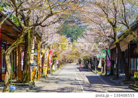 春の谷汲山華厳寺参道(岐阜県揖斐郡揖斐川町) 春の谷汲山華厳寺参道(岐阜県揖斐郡揖斐川町) 138486555