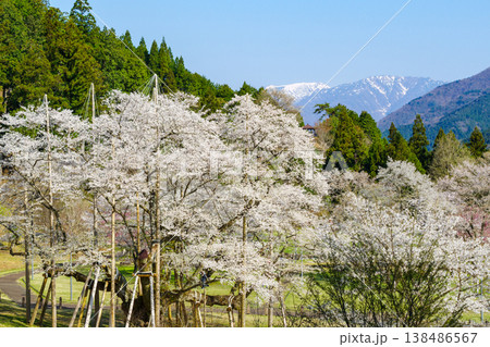 満開の根尾谷薄墨桜と冠雪の能郷白山（岐阜県本巣市・淡墨公園） 138486567