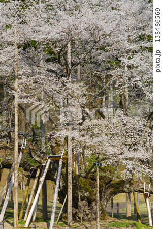 満開の根尾谷薄墨桜(岐阜県本巣市・淡墨公園) 満開の根尾谷薄墨桜(岐阜県本巣市・淡墨公園) 138486569