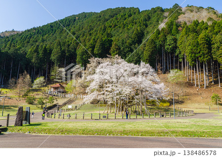 満開の根尾谷薄墨桜(岐阜県本巣市・淡墨公園) 満開の根尾谷薄墨桜(岐阜県本巣市・淡墨公園) 138486578