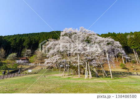 満開の根尾谷薄墨桜(岐阜県本巣市・淡墨公園) 満開の根尾谷薄墨桜(岐阜県本巣市・淡墨公園) 138486580