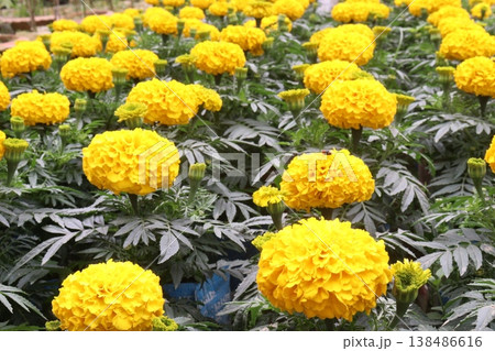 yellow and orange colored marigold flower plant on farm for harvest yellow and orange colored marigold flower plant on farm for harvest 138486616