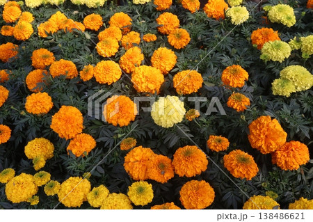 yellow and orange colored marigold flower plant on farm for harvest 138486621