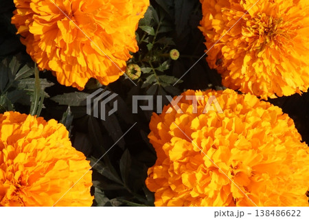 yellow and orange colored marigold flower plant on farm for harvest yellow and orange colored marigold flower plant on farm for harvest 138486622