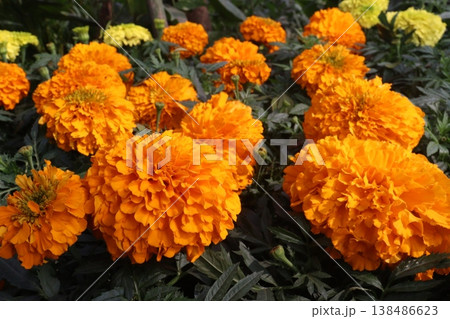yellow and orange colored marigold flower plant on farm for harvest yellow and orange colored marigold flower plant on farm for harvest 138486623