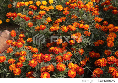 yellow and orange colored marigold flower plant on farm for harvest 138486625