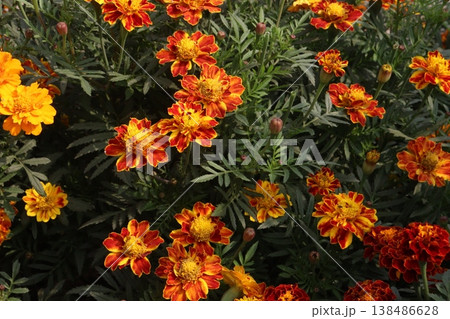 yellow and orange colored marigold flower plant on farm for harvest yellow and orange colored marigold flower plant on farm for harvest 138486628