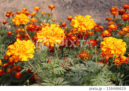 yellow and orange colored marigold flower plant on farm for harvest yellow and orange colored marigold flower plant on farm for harvest 138486629