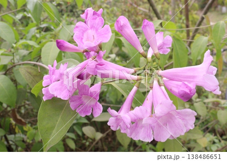 Mansoa alliacea or garlic vine or ajo sacha flower plant on farm 138486651