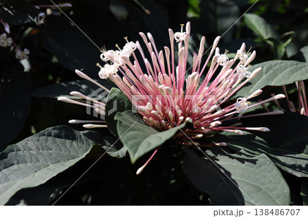 Starburst Bush Tropical Flower Bloom (Clerodendrum quadriloculare) 138486707