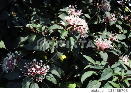 Starburst Bush Tropical Flower Bloom (Clerodendrum quadriloculare) Starburst Bush Tropical Flower Bloom (Clerodendrum quadriloculare) 138486708