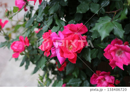 A beautiful red rose bush in a public park in Japan A beautiful red rose bush in a public park in Japan 138486720