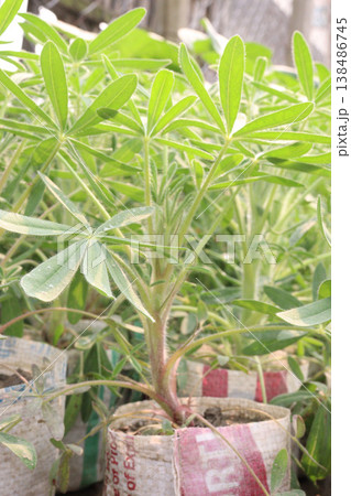 Lupinus polyphyllus, garden lupin flower plant farm for harvest are cash crops Lupinus polyphyllus, garden lupin flower plant farm for harvest are cash crops 138486745