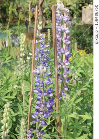 Lupinus polyphyllus, garden lupin flower plant farm for harvest are cash crops Lupinus polyphyllus, garden lupin flower plant farm for harvest are cash crops 138486750