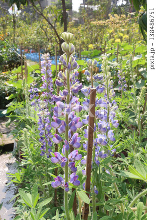 Lupinus polyphyllus, garden lupin flower plant farm for harvest are cash crops Lupinus polyphyllus, garden lupin flower plant farm for harvest are cash crops 138486751