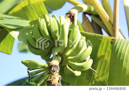 A cluster of green bananas hanging from a banana tree 138486808