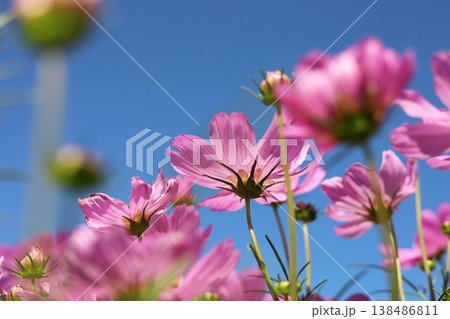 Pink cosmos flowers under a clear blue sky. Pink cosmos flowers under a clear blue sky. 138486811