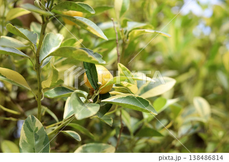 Small citrus fruit growing on tree in garden Small citrus fruit growing on tree in garden 138486814