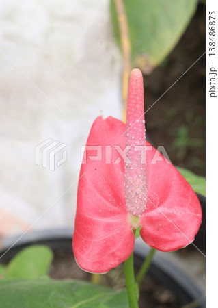 Laceleaf flower plant on nursery Laceleaf flower plant on nursery 138486875