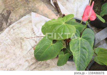 Laceleaf flower plant on nursery 138486878