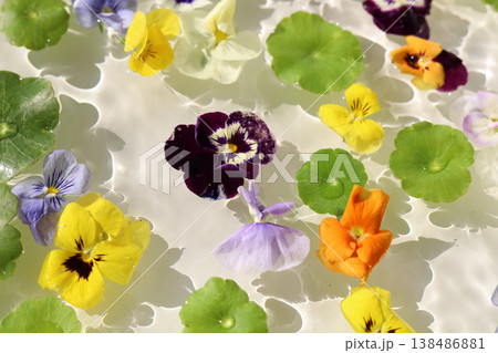 Colorful pansies and asiatic pennyworts floating on shimmering waves. Colorful pansies and asiatic pennyworts floating on shimmering waves. 138486881