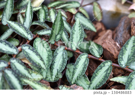 Pellionia repens plant with patterned green leaves in garden Pellionia repens plant with patterned green leaves in garden 138486883