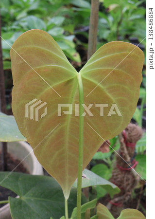 Laceleaf flower plant on nursery 138486884