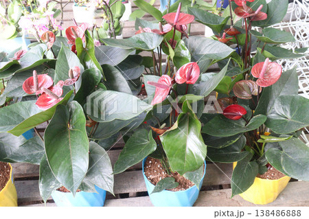 Laceleaf flower plant on nursery Laceleaf flower plant on nursery 138486888