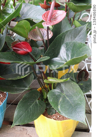 Laceleaf flower plant on nursery 138486890