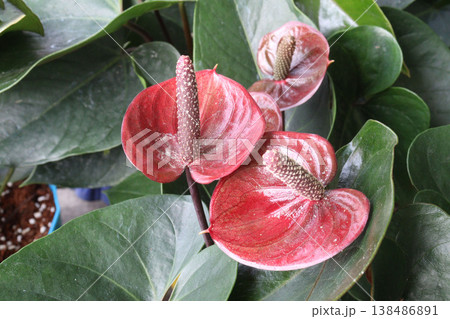 Laceleaf flower plant on nursery 138486891