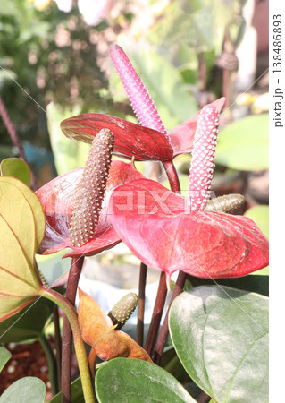 Laceleaf flower plant on nursery 138486893