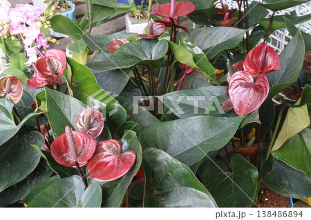 Laceleaf flower plant on nursery 138486894