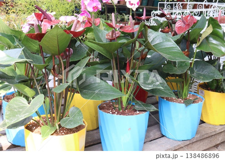 Laceleaf flower plant on nursery 138486896