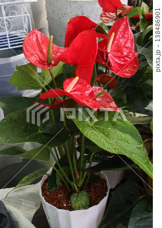 Laceleaf flower plant on nursery 138486901