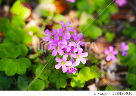 Pink oxalis flower blooming in garden 138486936