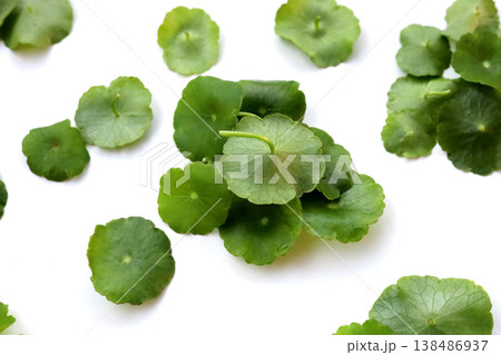 Fresh green pannywort plant leaves on a white background. 138486937