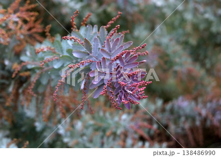 Purple Cootamundra Wattle leaves with reddish buds 138486990