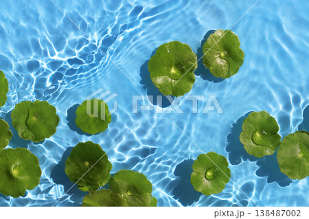 Green pennywort leaves floating on clear blue rippling water. 138487002