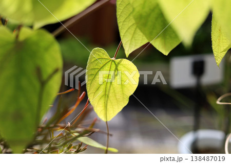 Detailed veins of a green leaf under bright sun rays. 138487019
