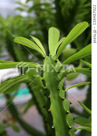 Close-up of green succulent plant with sharp thorns and tiny leaves. Euphorbia trigona 138487022