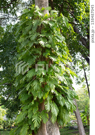 Epipremnum large green vine climbing a tree. 138487045