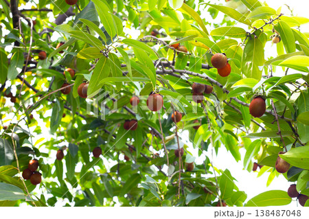 Diospyros areolata fruits hanging on tree Diospyros areolata fruits hanging on tree 138487048