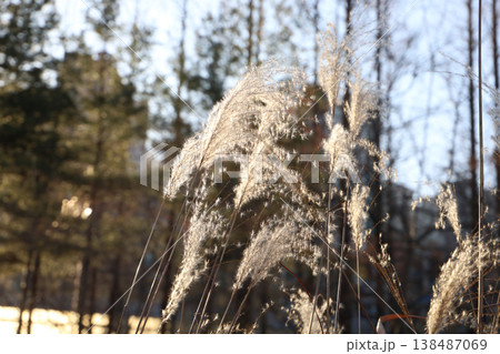 Dry grass seed in warm sunlight Dry grass seed in warm sunlight 138487069