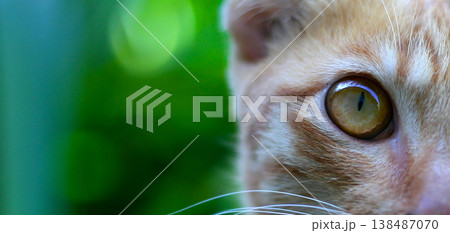 Close-up of an orange cat's beautiful yellow eye. Close-up of an orange cat's beautiful yellow eye. 138487070